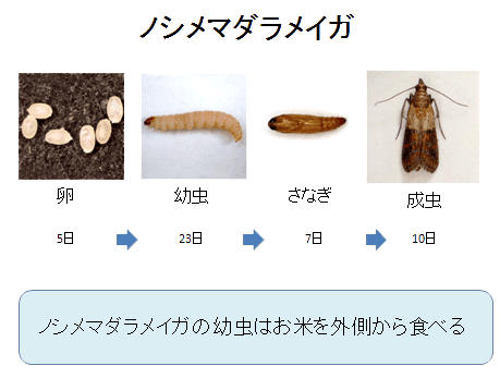 ノメシマダラメイガ